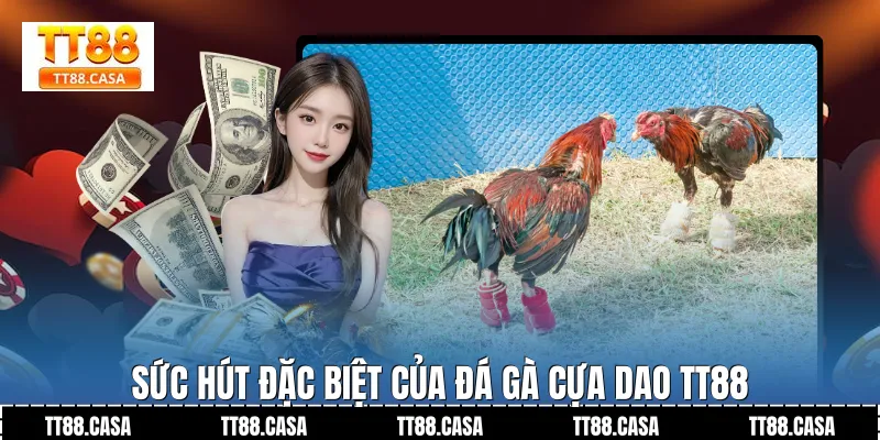 Sức Hút Đặc Biệt Của Đá Gà Cựa Dao TT88